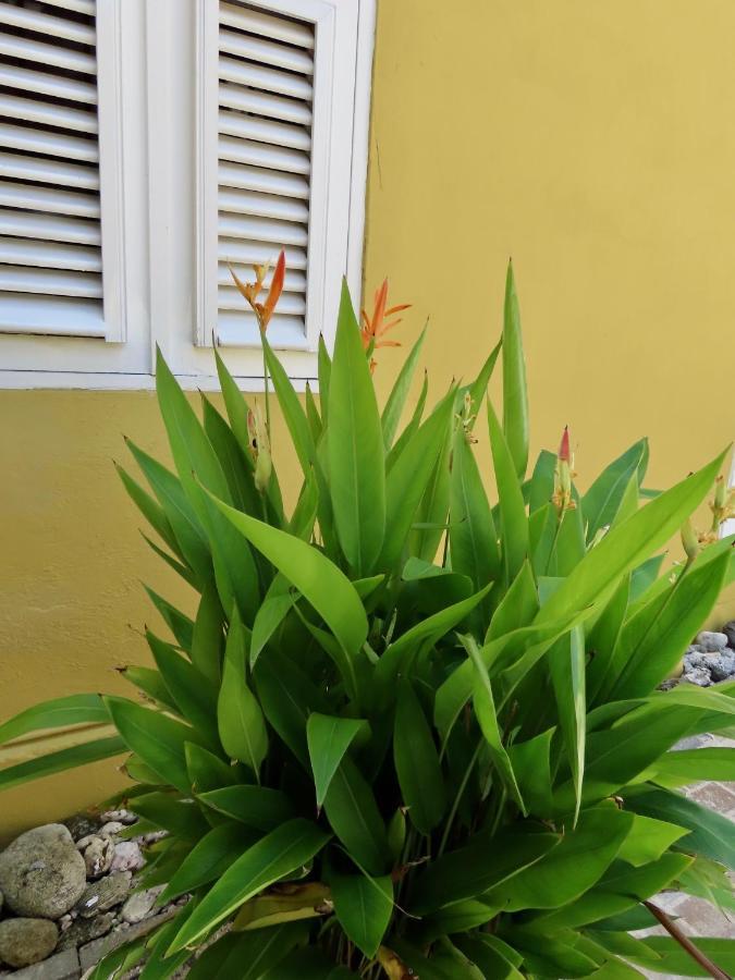 Historic Building The Palm Backyard Studio-Apartment Willemstad, Curacao Feel Home Away From Home Exteriér fotografie